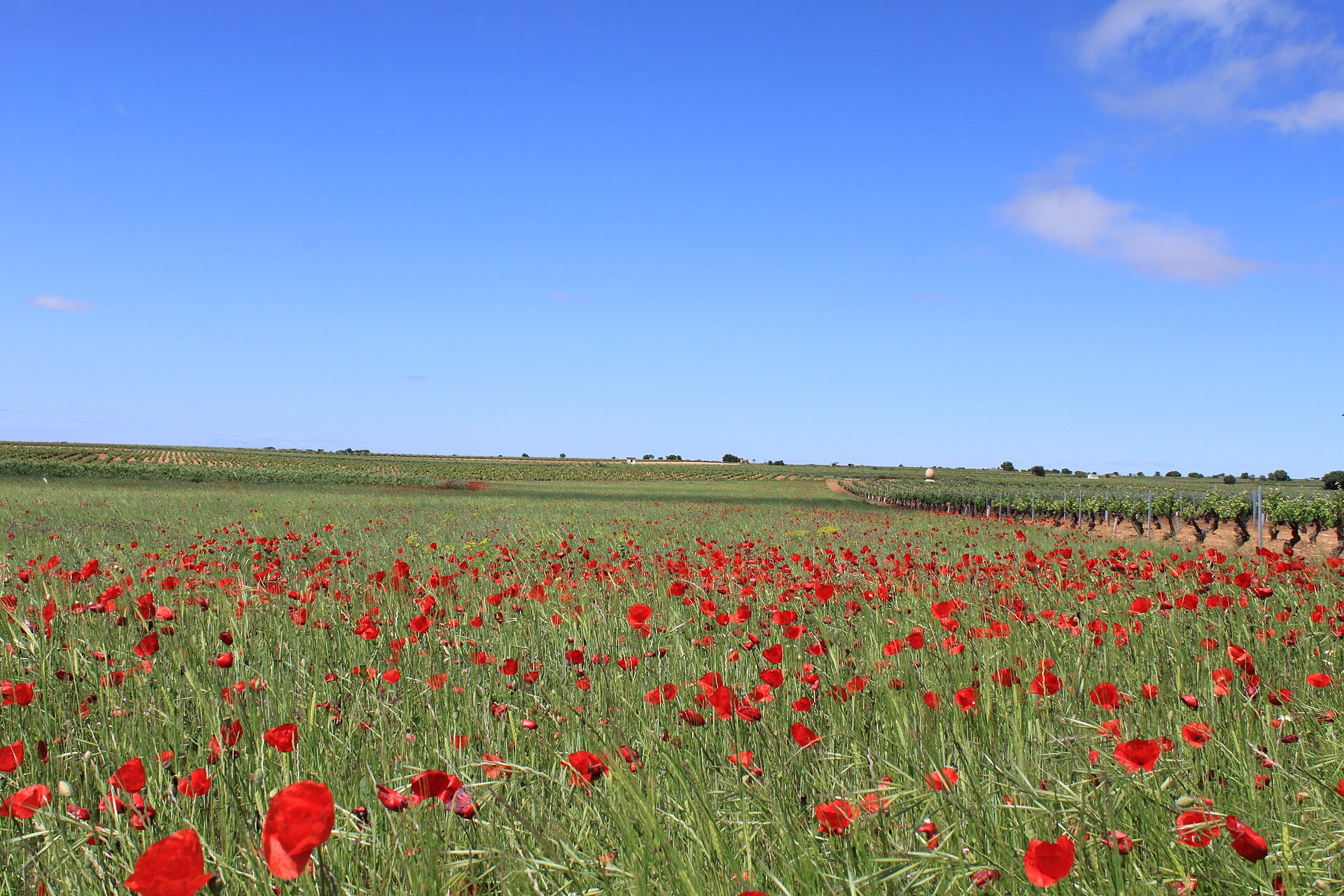 Campos de amapolas · La Mancha, en el recorrido del Camino de Levante