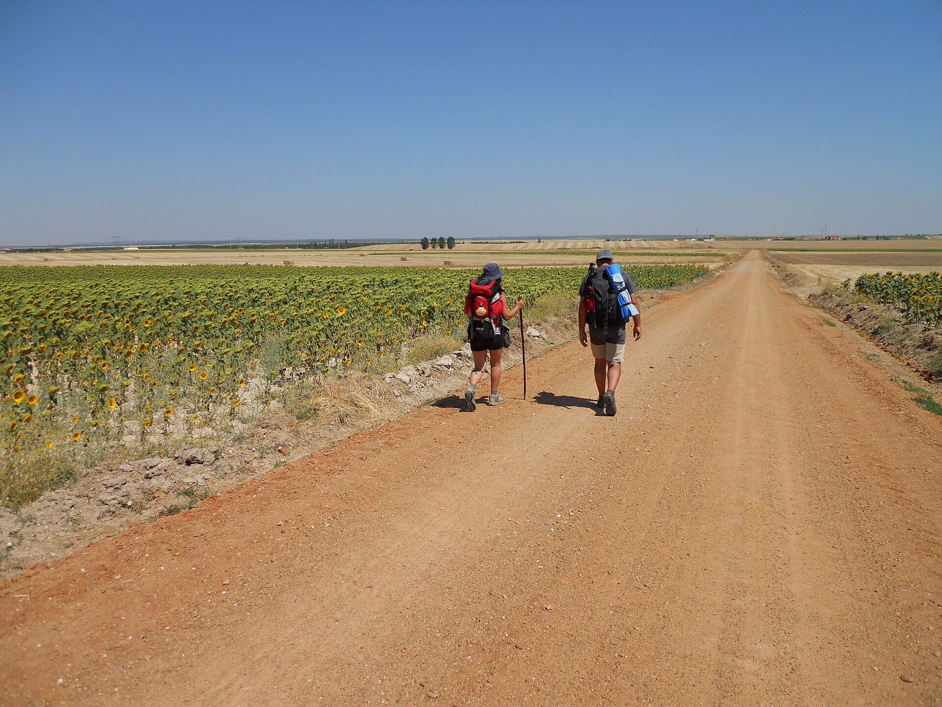 Campos de girasoles · Vía de la Plata, en el recorrido del Vía de la Plata