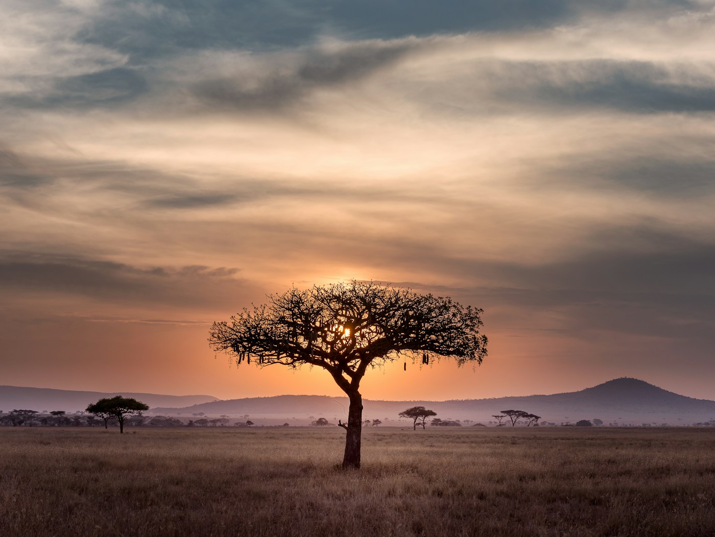 Sabana africana en tonos tierra con una acacia solitaria