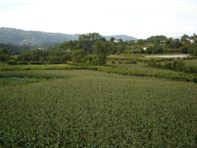 Campos del Minho · Portugal, en el recorrido del Camino Portugués Central
